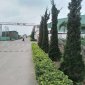 Bài tuyên truyền:  Xã Thái Hòa: Trồng hoa, cây cảnh tạo nét đẹp                                trong xây dựng nông thôn mới