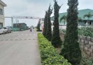 Bài tuyên truyền:  Xã Thái Hòa: Trồng hoa, cây cảnh tạo nét đẹp                                trong xây dựng nông thôn mới